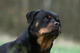 ROTTWEILER 475